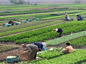 Agricultural Fertilizer India